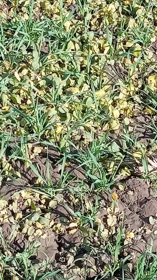 السلام عليكم ورحمة الله وبركاته راش تريجوس ارش فلدكس ولا تمام